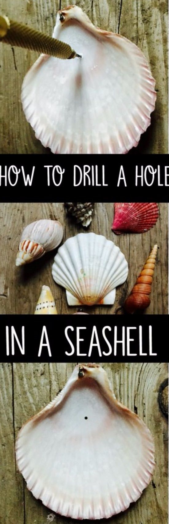 Craft Ideas with Sea Shells 5