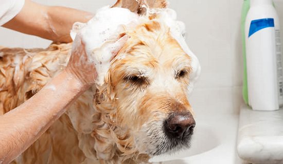 DIY Dog Shampoo Recipes 3
