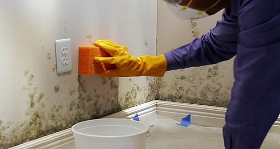 homemade mold remover 11