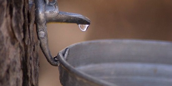 Health Benefits of Drinking Maple Water1