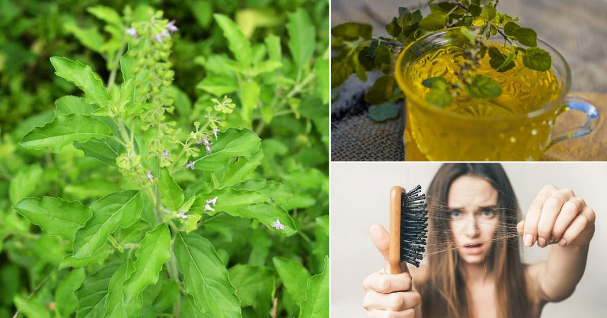 9 Benefits of Eating Basil Leaves on an Empty Stomach - Cradiori