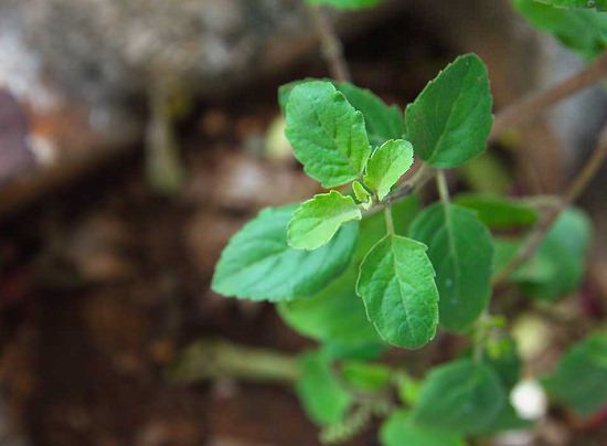 Benefits of Eating Basil Leaves on an Empty Stomach 2