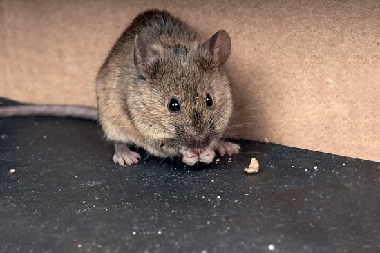 Baking Soda Poison For Mice2