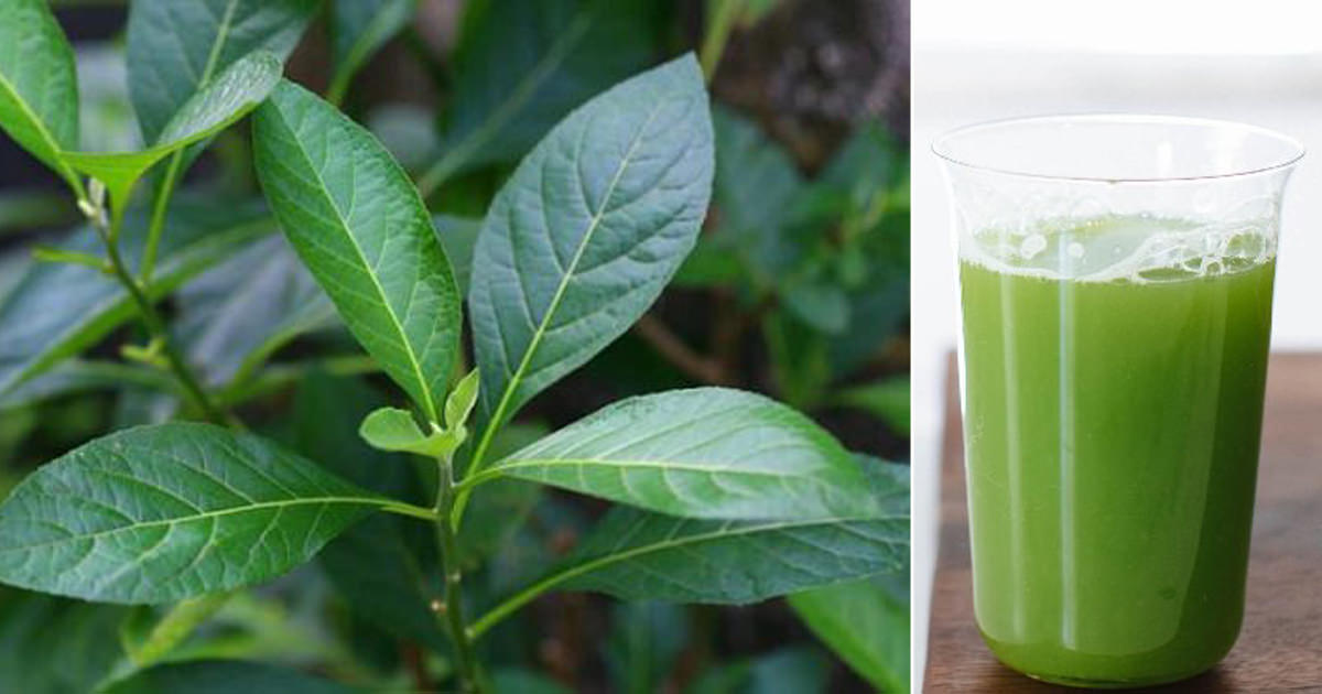 health-benefits-of-bitter-leaf-how-to-make-bitter-leaf-juice-cradiori