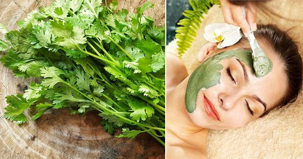 5 Impressive Coriander Leaves Benefits for Face - Cradiori