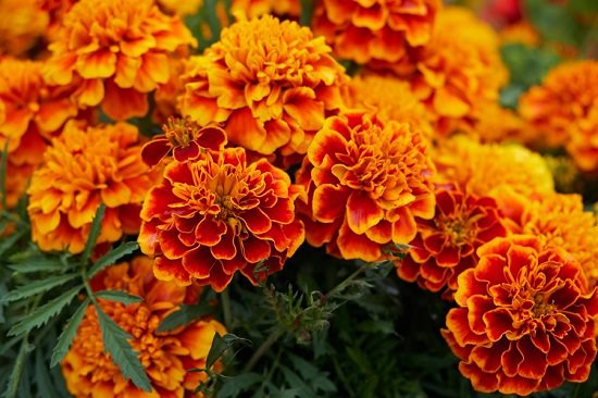 Uses of Marigold1