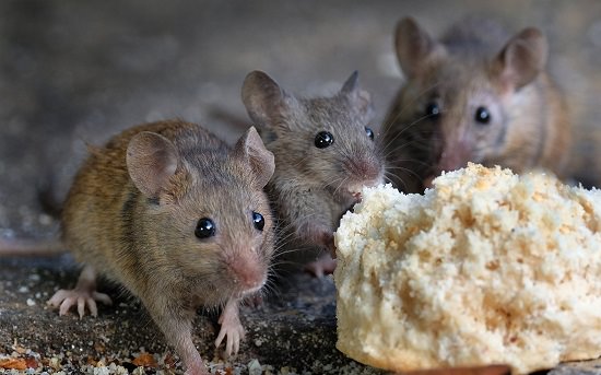 How to Get Rid Of Mice with Kitty Litter2
