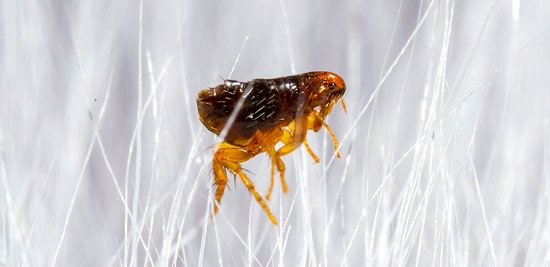 Dawn Dish Soap for Fleas in Carpet3