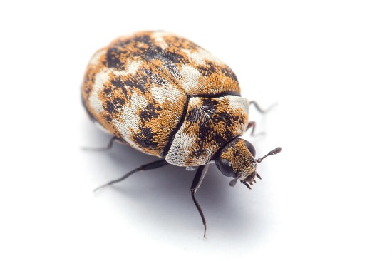 Does Vinegar Kill Carpet Beetles2