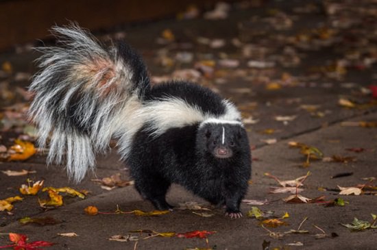 How to Get Rid of Skunks With Chocolate3