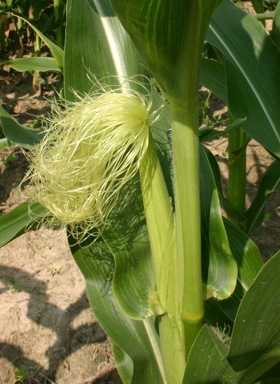 Health Benefits of Maize Silk2
