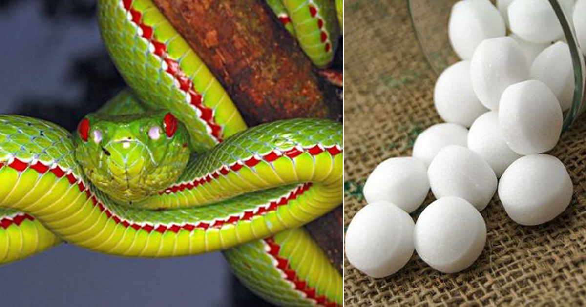 are mothballs effective against snakes