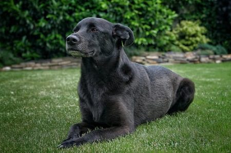 How Castor Oil is Beneficial for Dogs' Skin | Castor Oil for Dogs