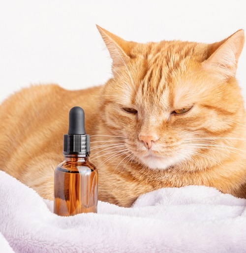 Oil Safe for Cats