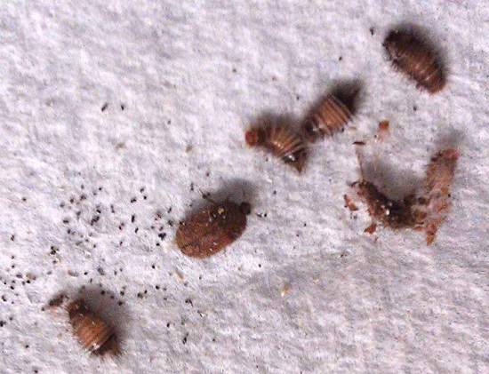 How do You Get Rid of Carpet Beetles Naturally2