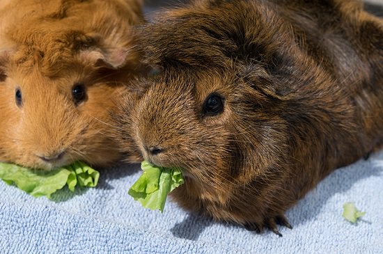 Can Guinea Pigs Eat Watermelon3