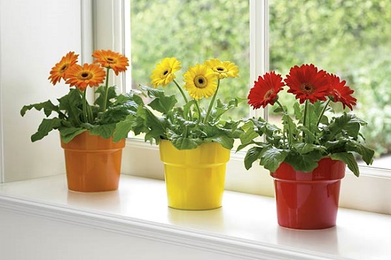 Indoor Plants with Flowers
