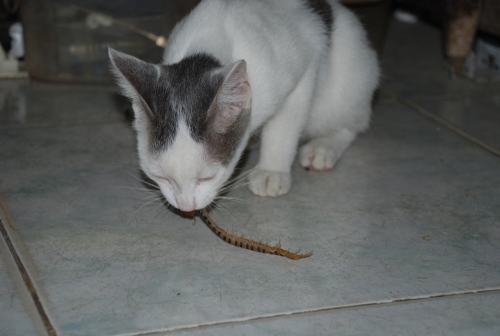Are Centipedes Dangerous to Cats