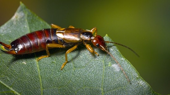 Essential Oils To Get Rid Of Earwigs1