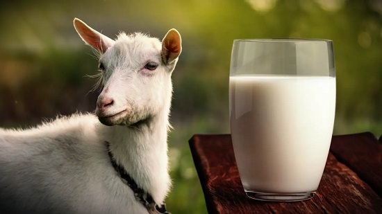 Goat Milk Body Butter1