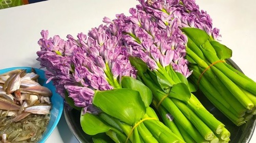 Water Hyacinth Benefits 3