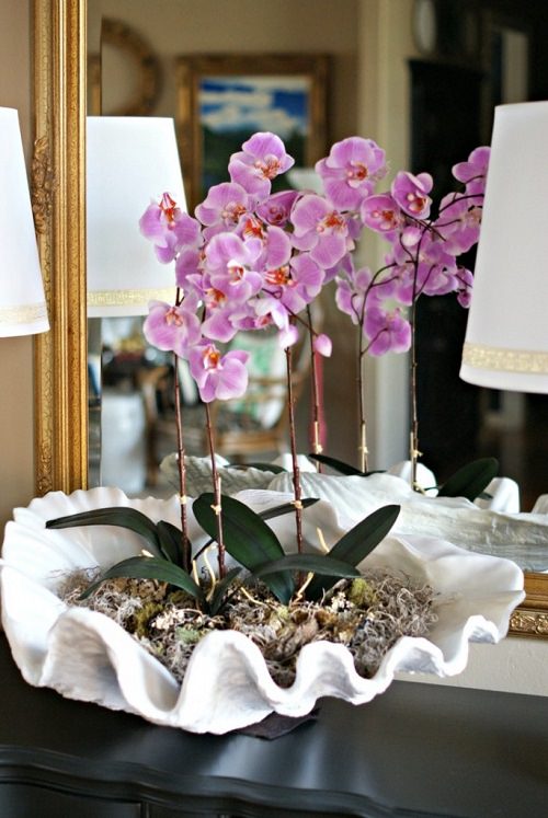 Rich Orchids 