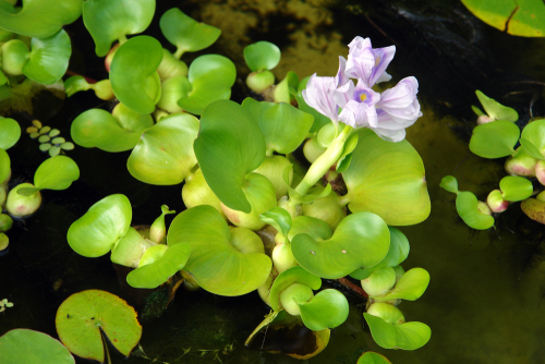 Water Hyacinth Benefits 2