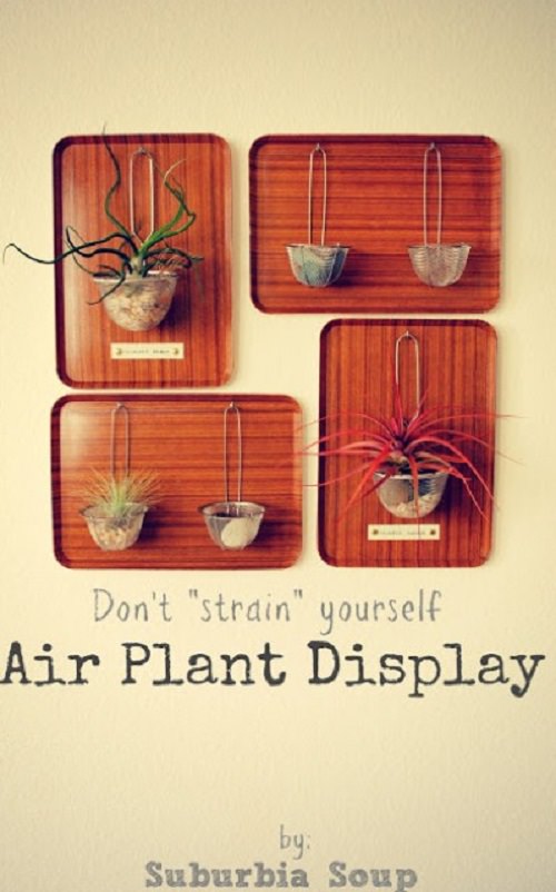 Air Plant Display