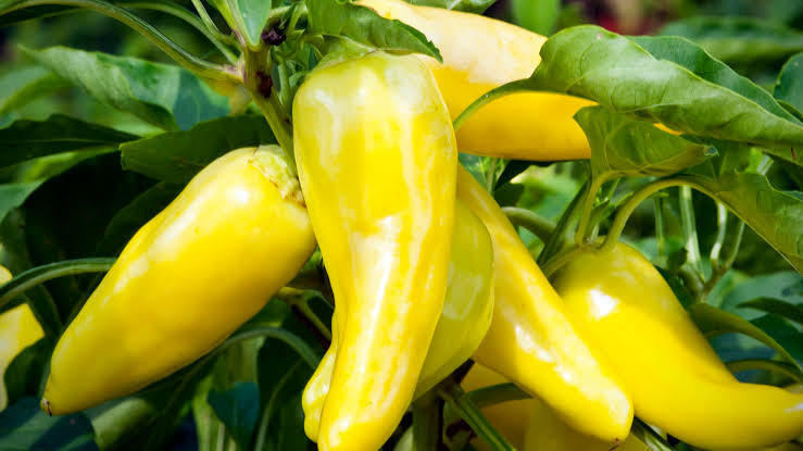 Are Banana Peppers Good For You1